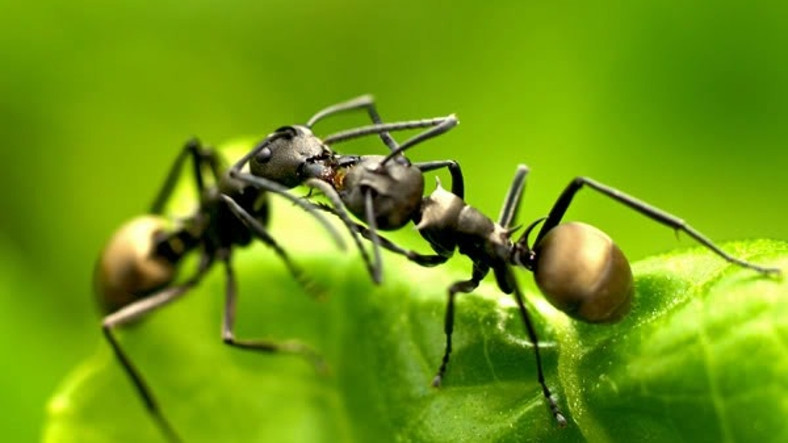 Fedakârlığın Böylesi: Yeni Bir Araştırma, Karıncaların Neden Öpüştüğünü Ortaya Koydu