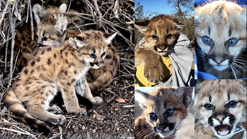 Kedidir Kedi: Piknik Masasının Altından Puma Yavruları Çıktı