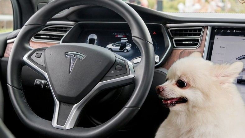 Ένας σκύλος εντοπίστηκε στη θέση του οδηγού του Tesla