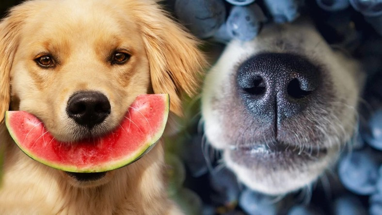 Köpeğinizin Sağlıklı Bir Hayat Yaşaması İçin Ona Verebileceğiniz 11 Yiyecek