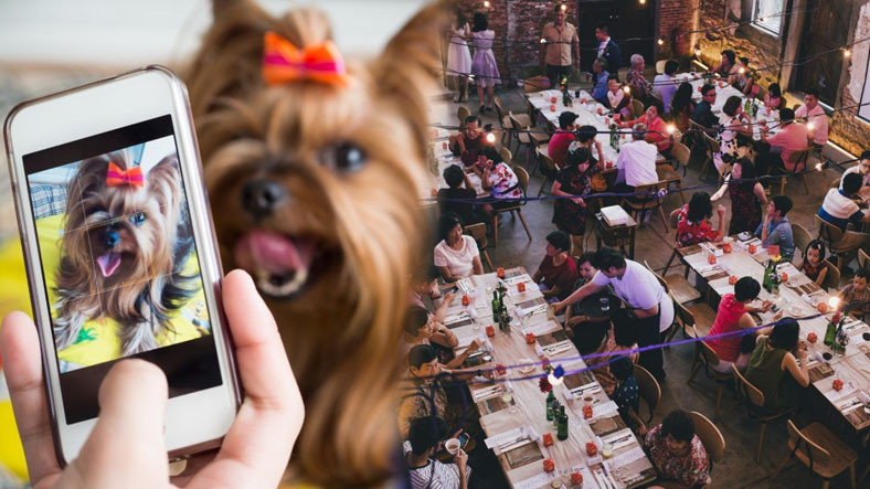 Bu Kadarına da Pes: Bir Restoranın Aşı Kartı Yerine Köpek Fotoğrafı Kabul Ettiği Ortaya Çıktı