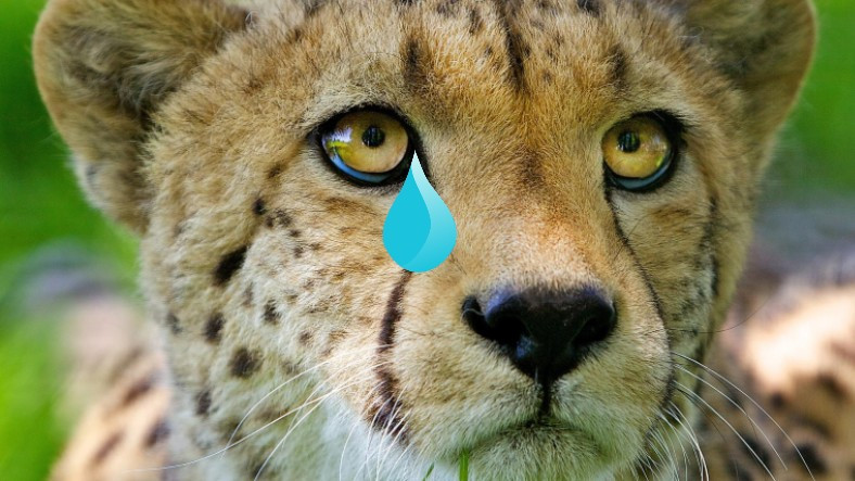 Hayır, En Hızlısı Çita Değil: Bazılarının Hızlı Olduğuna Dahi İnanamayacağınız Dünyanın En Hızlı 10 Hayvanı