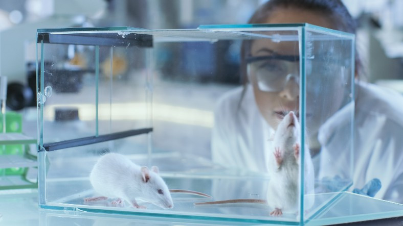 farelerdeki kanser hucrelerini kisa surede yok eden yeni tedavi gelistiriildi 1646600888