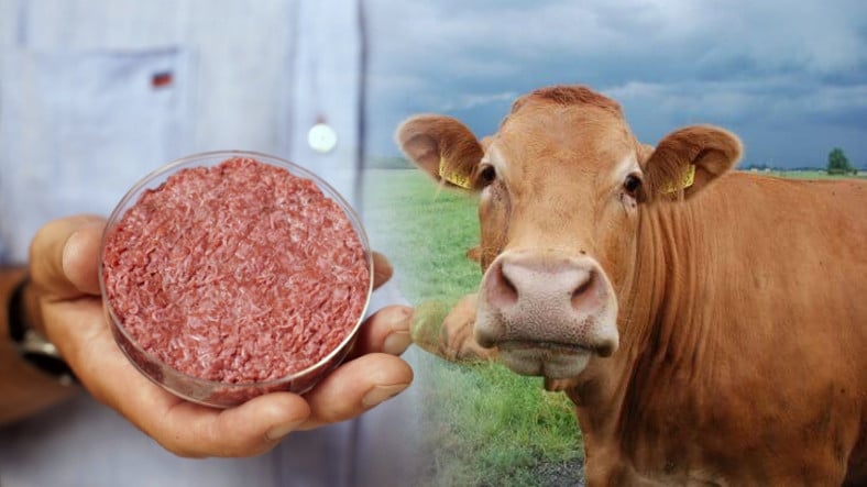 yapay etlerin hayvan kani icerdigi ortaya cikti 1646860248