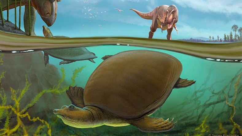 Dinozorları Yok Eden Meteorun Bile Öldüremediği Bir Antik Kaplumbağa Türü Keşfedildi