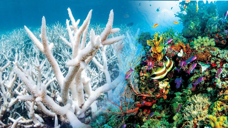 Dünyanın En Büyük Mercan Resifi Yok Olmanın Eşiğinde: Resif ve İçinde Yaşayan Canlılar Rengini Kaybediyor