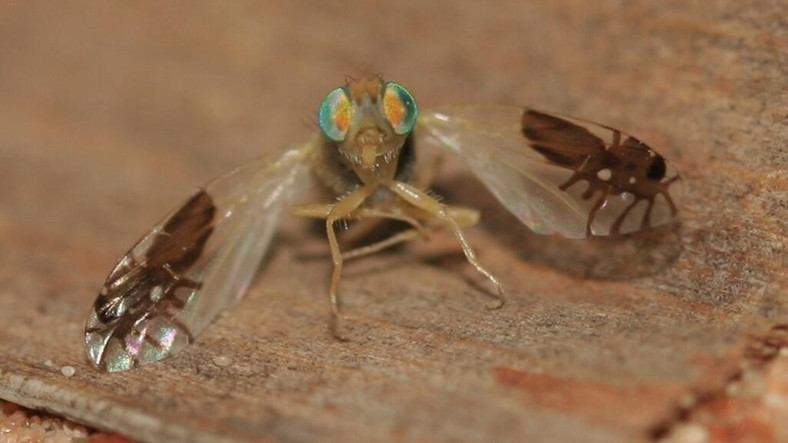 Kanatlarında Karınca Deseni Olan Bu Sinekleri Daha Önce Gördünüz mü? Nasıl Oluştuğunu Öğrenince Ufkunuz Açılacak