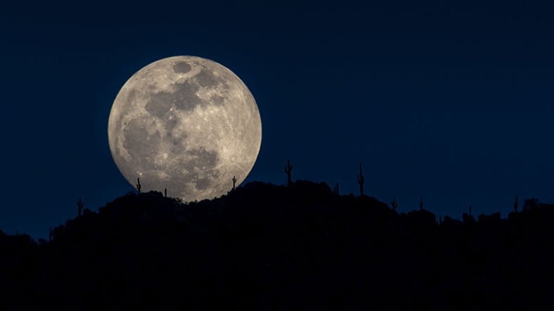Ayın Bazı Fotoğraflarda DEV Gibi Gözükmesinin Asıl Sebebi