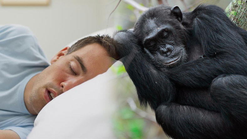 İnsanlar ‘Biyolojik Akraba’ Sayılan Diğer Primatlardan Neden Çok Daha Az Uyur?