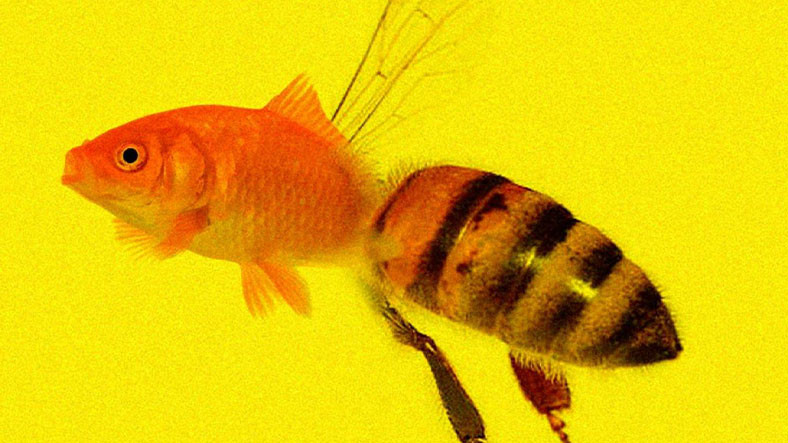 ABD’de Bir Mahkeme, Arıları ‘Balık’ Olarak Sınıflandırdı: Tamam da Neden?