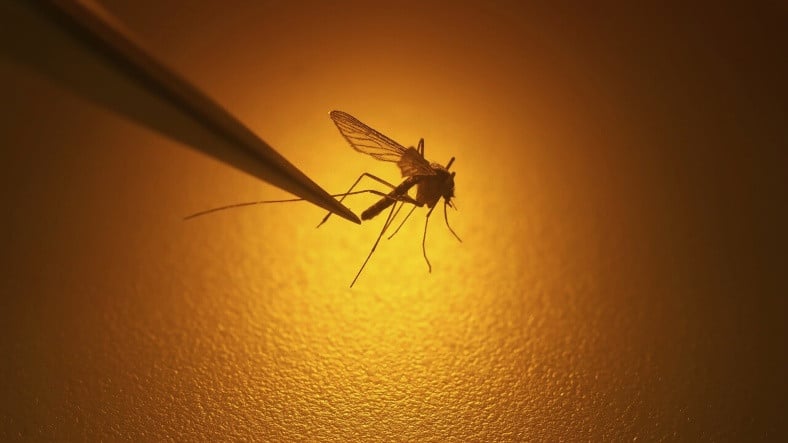 Sivrisineksiz Yazlar Geliyor: Sivrisineklerin Üremesini Engellemek Mümkün Olabilir