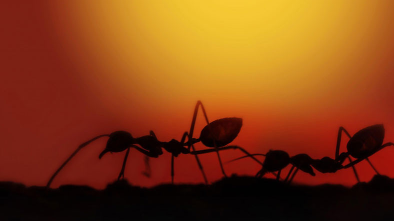 Karınca Sürüleri ile Beynimiz Arasında Tuhaf Bir Benzerlik Keşfedildi: Sinir Hücreleri Gibi Çalışıyorlar!