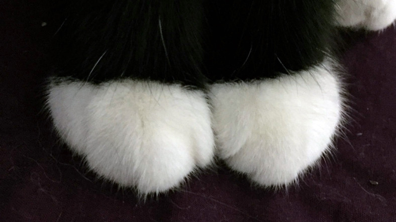 Kedilerin Beyaz Çorap Giymiş Gibi Görünmesinin Sebebi