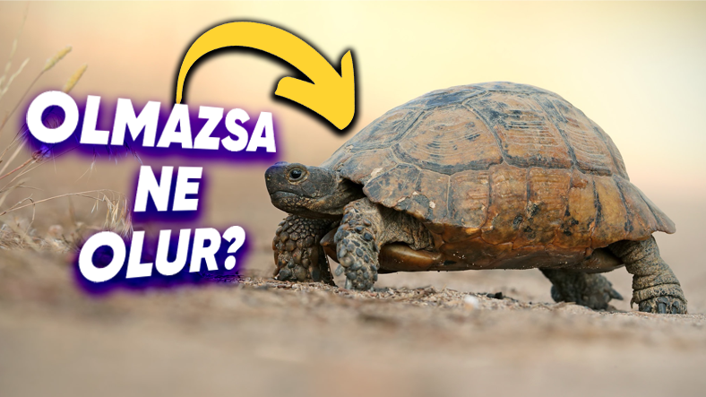 Kaplumbağalar Kabukları Olmadan Yaşayabilir mi?