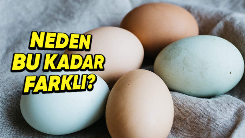 Tavuk Yumurtalarının Renkleri Neden Birbirinden Farklıdır?