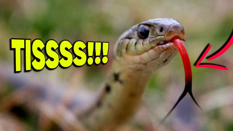 Yılanlar Neden Dillerini Çıkartıp Sallıyor?