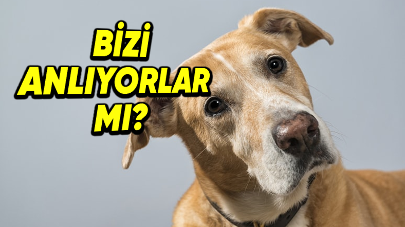 Köpekler Kelimeleri Anlayıp, Nesneleri Canlandırabilir mi?