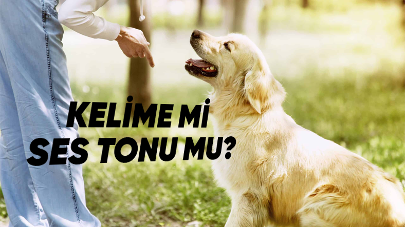 Köpek Komutlarında Ses Tonu mu Belirleyicidir Kelimeler mi?