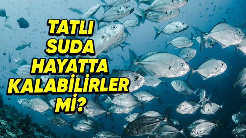 Tuzlu Su Balıkları Tatlı Suda Yaşayabilir mi?