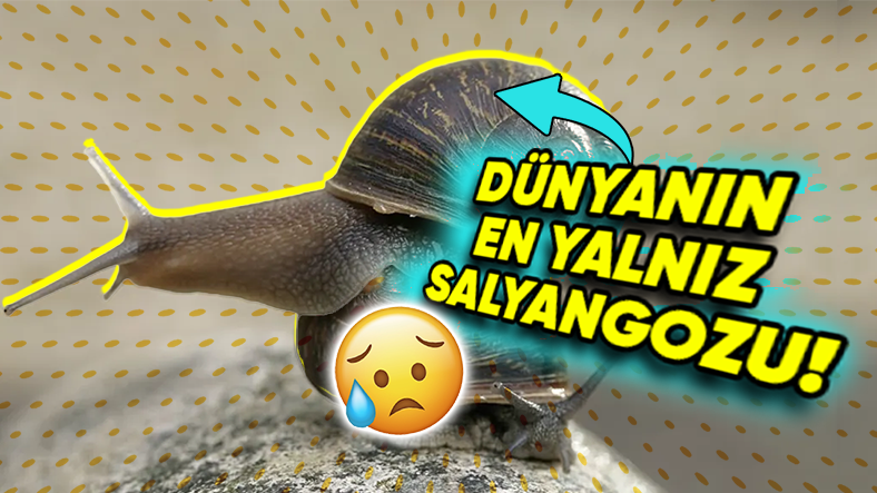 Dünya’nın En Yalnız Salyangozunun Hikayesi