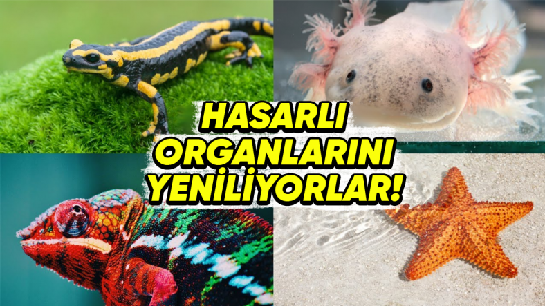 Muazzam Yetenekleri İle Kendi Uzuvlarını ve Organlarını Yenileyebilen 6 Hayvan: Kalp ve Beyin Dahil!