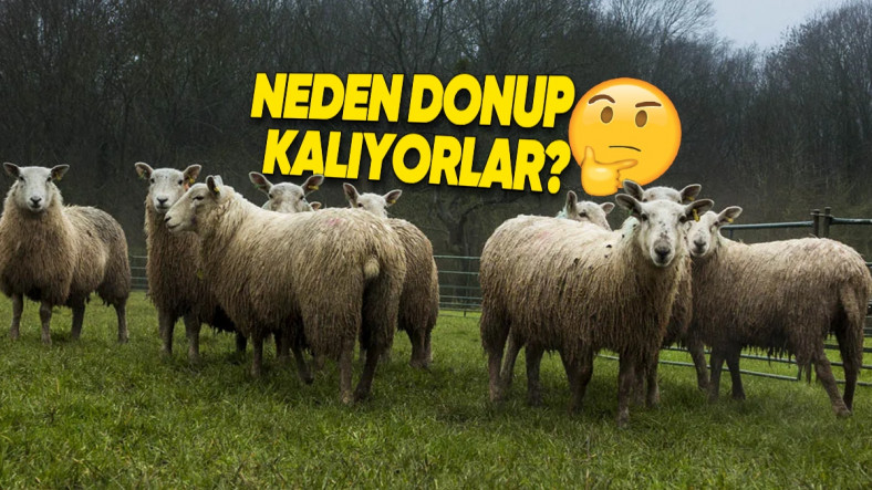 Trabzon'da Koyunların Yağmurda Donmuşçasına Hareketsiz Kaldığı Video Gündem Oldu: İşte Komplo Teorisyenlerinin Hevesini Kaçıracak Açıklaması