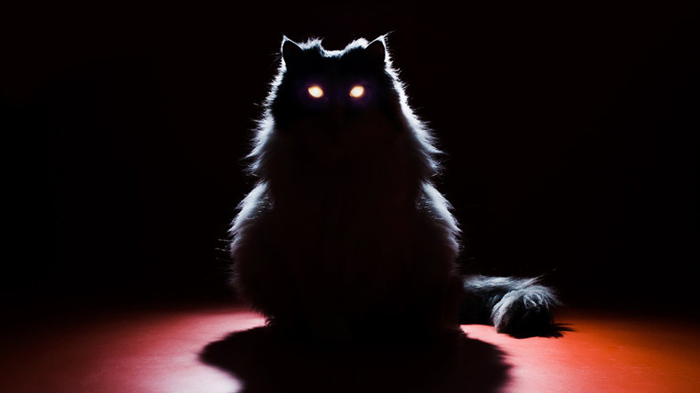 Kedilerin Gozleri Karanlikta Neden Parlar