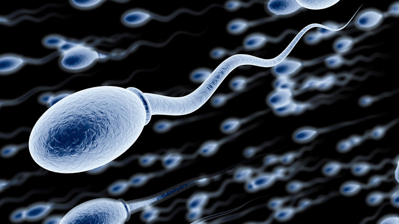 doganin-ilk-yarisini-kazanan-sperm-hucre