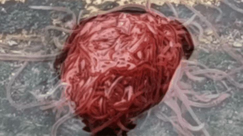 İnternette Viral Olan Beyin Şeklindeki Solucan Yığını Video