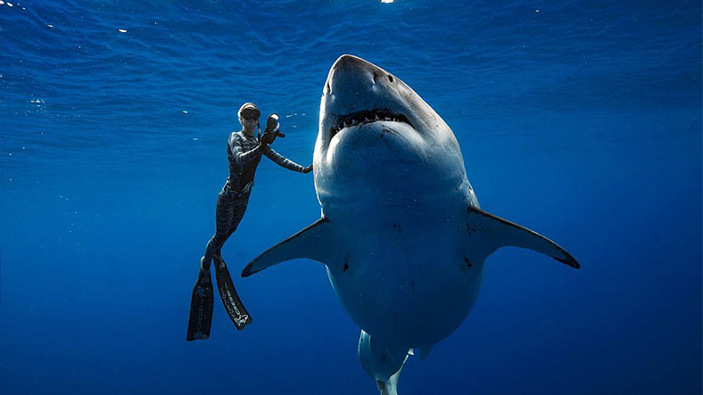 Şu Zamana Kadar Keşfedilmiş Yaşayan En Canlı Köpekbalığı İle Tanışın