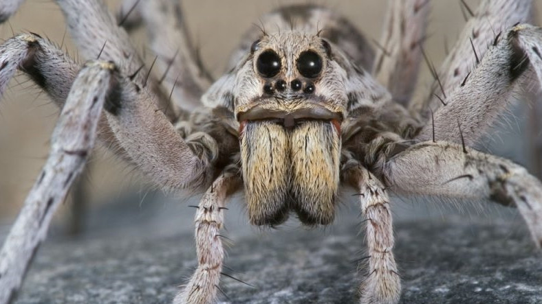 Yeni Bir Araştırmaya Göre Erkek Örümcekler Aşk İçin Hayatlarını Tehlikeye