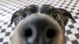 Köpeklerin Kokuları 'Görebildiği' Keşfedildi (Evet, Tam Anlamıyla Görmek)