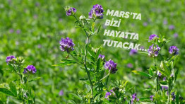 Mars'ta Hayatta Kalmak İçin Yetiştirmemiz Gereken İlk Bitki Açıklandı (Hayır, Patates Değil)