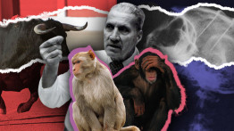 "Beynimize Çip Takacak" Eleştirilerinin 1960'lardaki Odağıyla Tanışın: Zihin Kontrolü Deneyleriyle Ün Salan Jose Delgado
