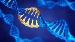 DNA’ların Kırılmadan Düzenlenmesine İzin Veren Yeni Yöntem: CRISPR-SKIP