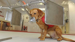 Kanserin Erken Teşhisi İçin Eğitimli Köpekler Kullanılacak