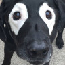 Vitiligo Hastalığı Bulunan Siyah Renkli Labrador İçin Yapılmış Eğlenceli Photoshop Çalışmaları